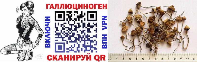 Купить закладки  Любим  Галлюциногенные грибы Psilocybine cubensis 